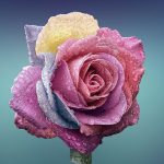 Metus vitae pharetra auctor