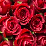 Neque adipiscing an cursus