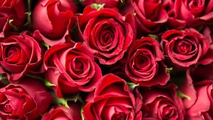 Read more about the article Neque adipiscing an cursus