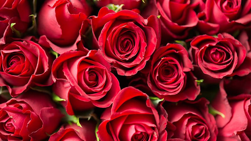 Read more about the article Neque adipiscing an cursus