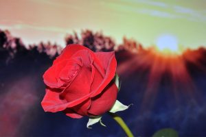 Lorem ipsum dolor sit