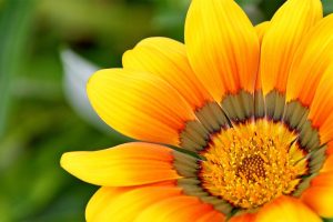 Fermentum non convallis